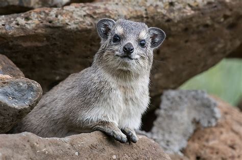  The Rock Hyrax Hunt -  A Vivid Depiction Of South African Bush Life And A Timeless Exploration Of Human Nature!